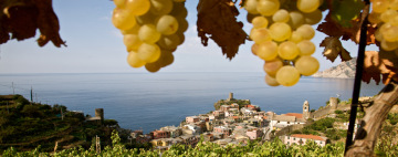 Bodega CheO en Vernazza: catas y visitas